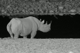 Black Rhino, Etosha National Park