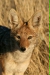 Black-backed Jackal, Etosha National Park