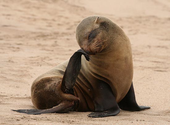 Cape Fur Seal, Walvis Bay
