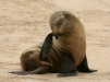 Cape Fur Seal, Walvis Bay