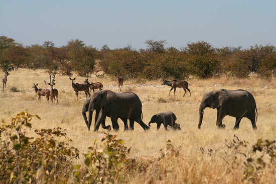 African Elephants and Kudu, Etosha National Park