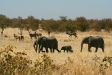 African Elephants and Kudu, Etosha National Park