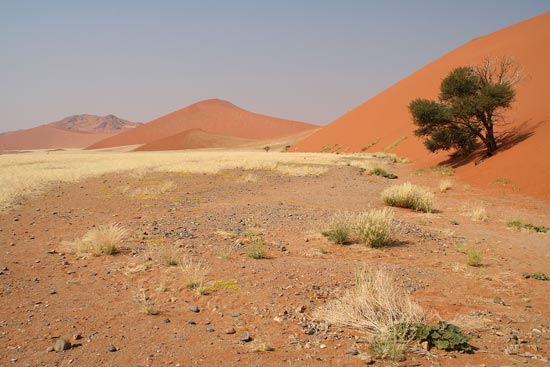 A mosaic of patterns and colours found at Sossusvlei