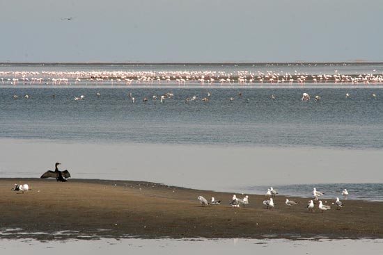 Greater and Lesser Flamingos, Walvis Bay Lagoon