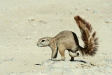Ground Squirrel, Etosha National Park