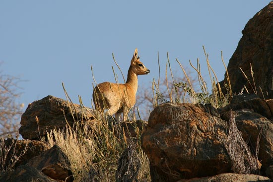 Klipspringer