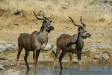 Greater Kudu, Etosha National Park