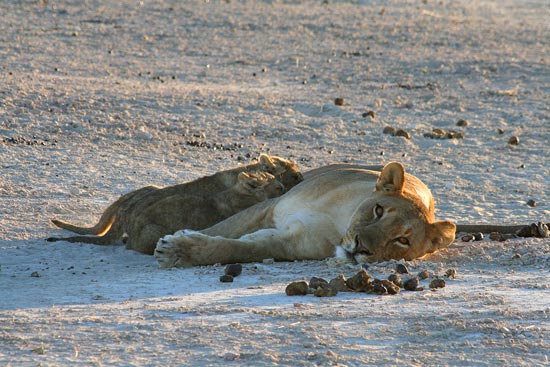 Lioness and cubs, Etosha National Park