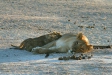 Lioness and cubs, Etosha National Park