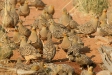 Namaqua Sandgrouse, Sossusvlei