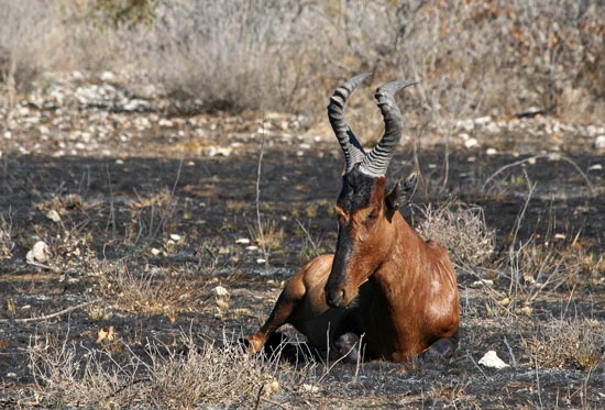 Red Hartebeest, Etosha National Park