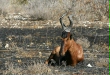 Red Hartebeest, Etosha National Park