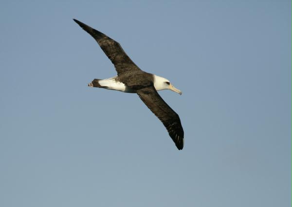 Laysan Albatross