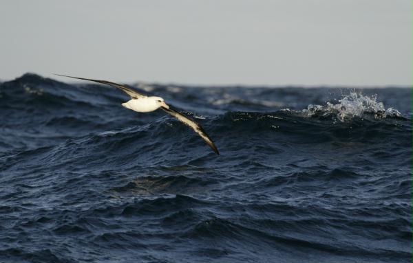Laysan Albatross
