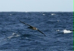 Black-footed Albatross