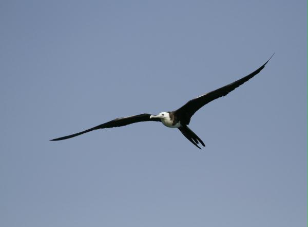 Magnificent Frigatebird