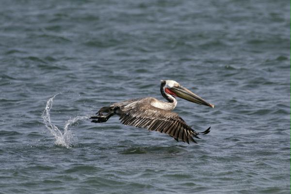 Brown Pelican