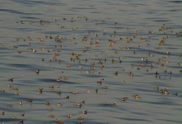 Red (Grey) and Red-necked Phalaropes