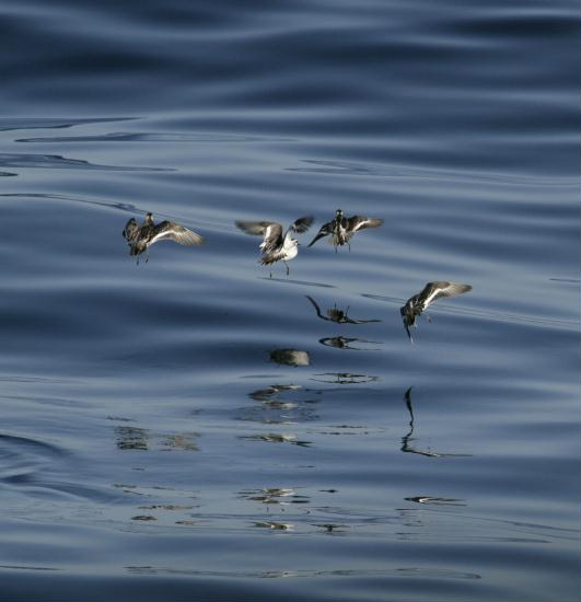 Red (Grey) and Red-necked Phalaropes