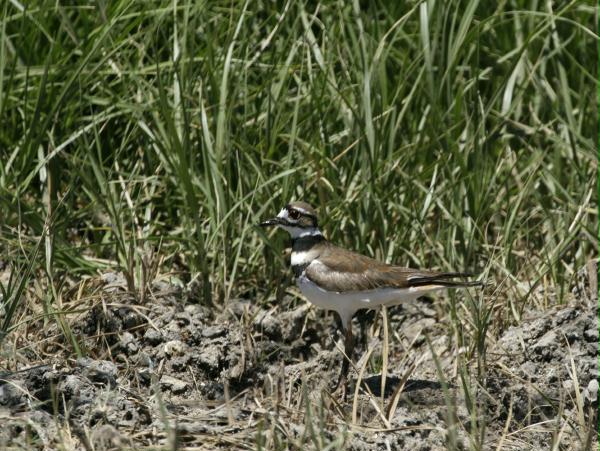 Killdeer