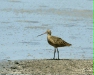Marbled Godwit