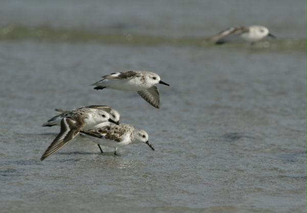 Sanderling