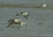 Sanderling