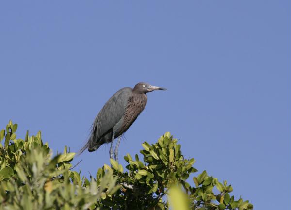 Reddish Egret