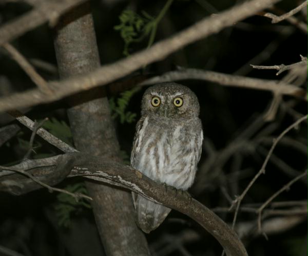 Elf Owl