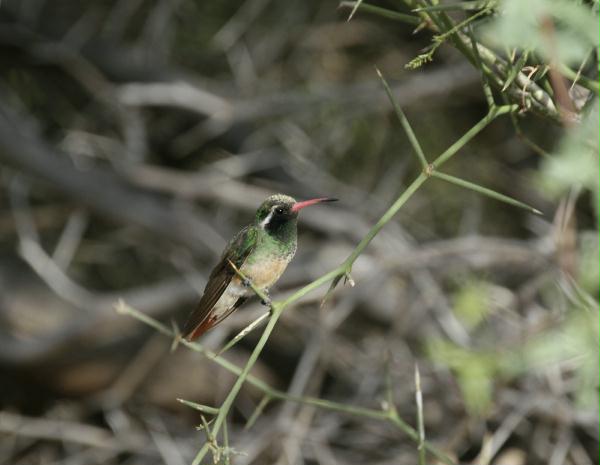 Xanthus's Hummingbird