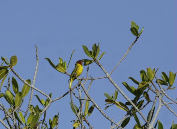 Mangrove Warbler