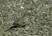 Savannah Sparrow