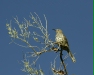Gray Thrasher