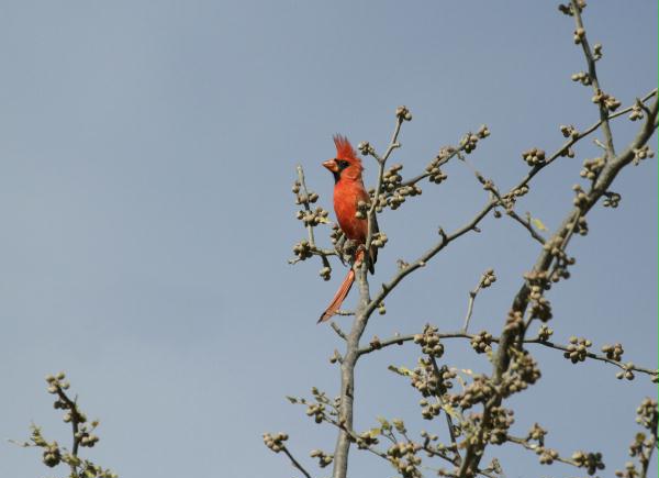 Northern Cardinal