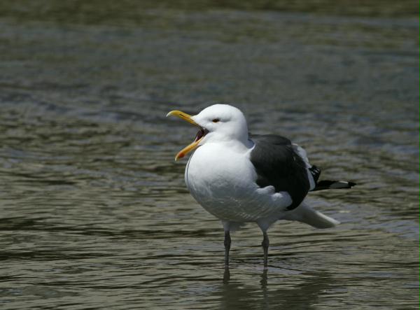 Western Gull