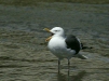 Western Gull