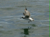 Laughing Gull