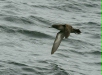Sooty Shearwater