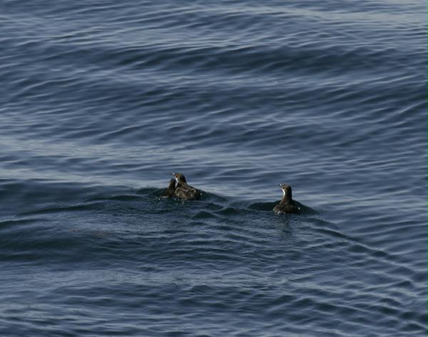 Craveri's Murrelet