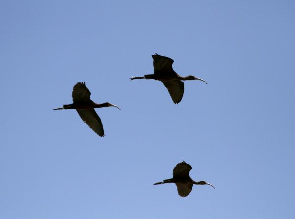 White-faced Ibis