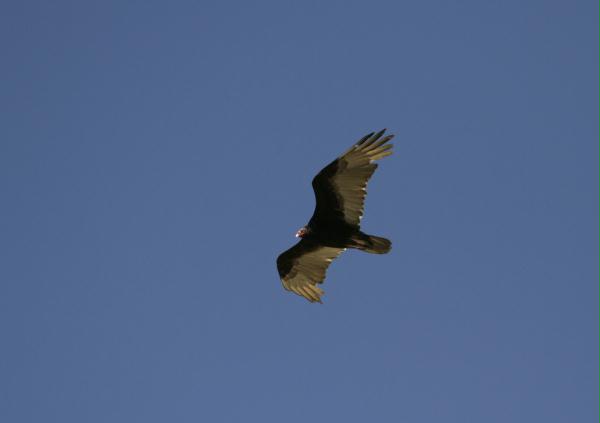 Turkey Vulture