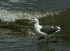 Western Gull