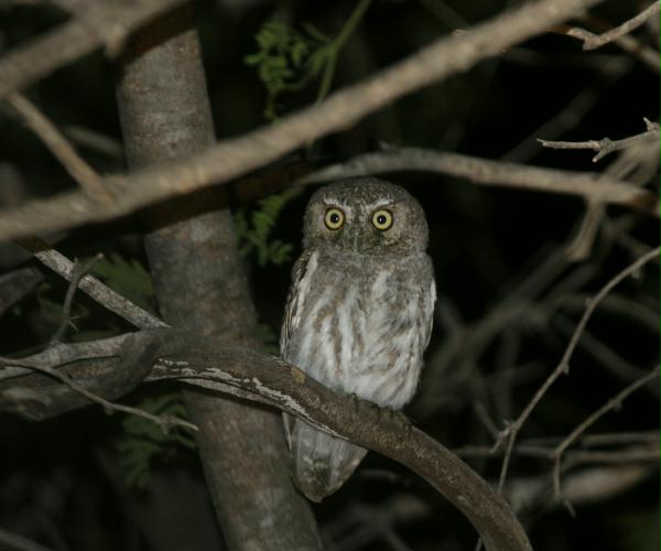 Elf Owl <i>Micrathene whitneyi</i>