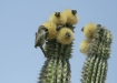 Cactus Wren <i>Campylorhynchus brunneicapillus</i>