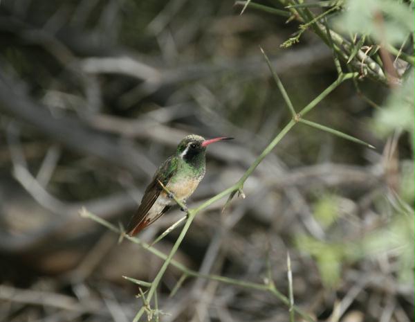Xanthus's Hummingbird <i>Basilinna xantusii</i>