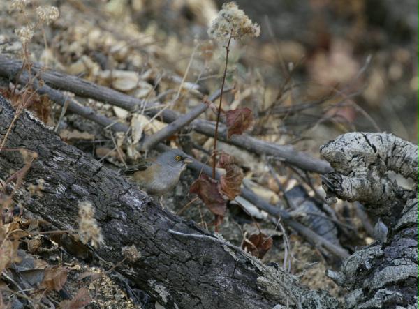 Baird's Junco <i>Junco bairdi</i>
