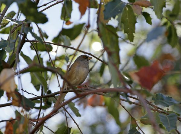 Baird's Junco <i>Junco bairdi</i>
