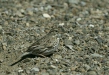 Savannah Sparrow <i>Passerculus sandwichensis</i>