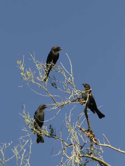 Brown-headed Cowbird <i>Molothrus ater</i>
