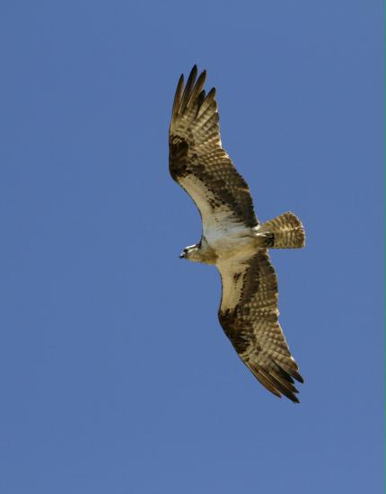 Osprey <i>Pandion haliaetus</i>